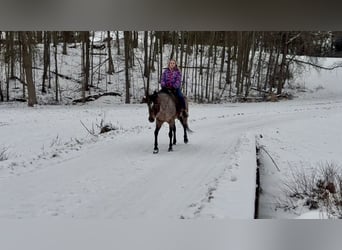 Appaloosa, Yegua, 8 años, 147 cm, Castaño-ruano