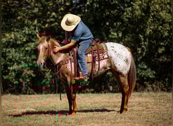 Appaloosa, Yegua, 8 años, 155 cm, Alazán-tostado