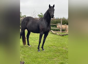 Appaloosa Mestizo, Yegua, 8 años, 160 cm, Negro