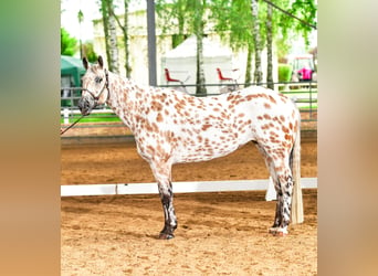 Appaloosa, Yegua, 8 años, Buckskin/Bayo