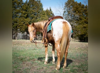 Appaloosa, Yegua, 9 años, 142 cm, Castaño