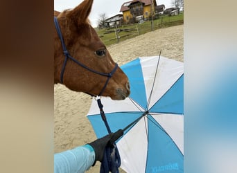 Appaloosa, Yegua, 9 años, 153 cm, Alazán