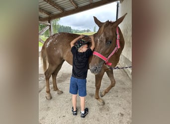 Appaloosa, Yegua, 9 años, 153 cm, Alazán