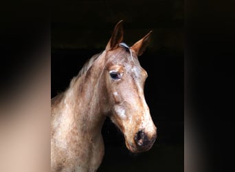 Appaloosa, Yegua, 9 años, 160 cm, Atigrado/Moteado