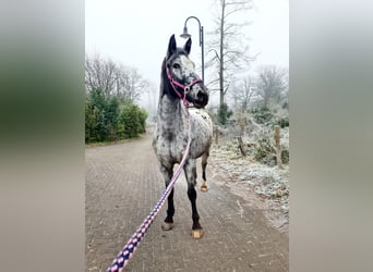 Appaloosa Mestizo, Yegua, 9 años, 164 cm, Atigrado/Moteado