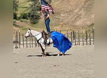 Appaloosa, Yegua, 9 años, Ruano alazán