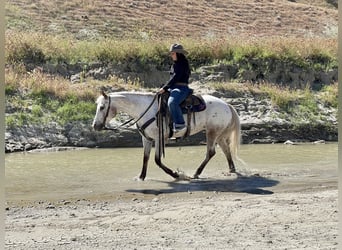 Appaloosa, Yegua, 9 años, Ruano alazán