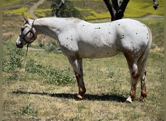 Appaloosa, Yegua, 9 años, Ruano alazán