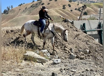 Appaloosa, Yegua, 9 años, Ruano alazán