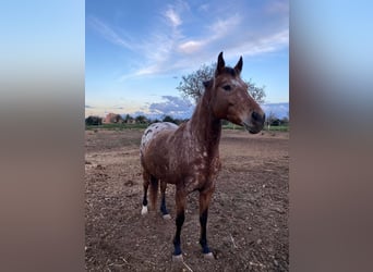 Appaloosa, Yegua, 9 años