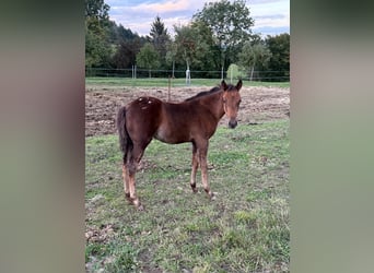 Appaloosa, Yegua, Potro (05/2025), 153 cm, Castaño