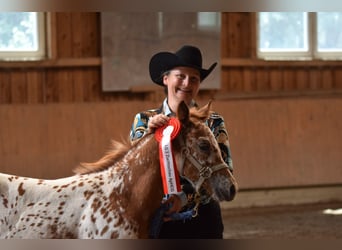 Appaloosa, Yegua, Potro (04/2026), 154 cm, Alazán-tostado