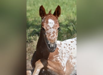 Appaloosa, Yegua, Potro (04/2026), 154 cm, Alazán-tostado
