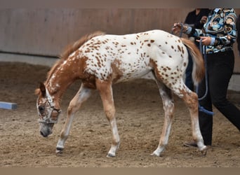 Appaloosa, Yegua, Potro (04/2026), 154 cm, Alazán-tostado