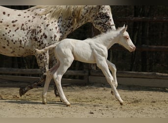 Appaloosa, Yegua, , 155 cm, Alazán-tostado
