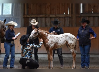 Appaloosa, Yegua, Potro (04/2026), 155 cm, Alazán-tostado
