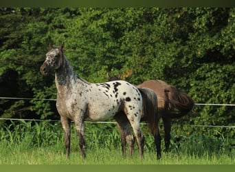 Appaloosa, Yegua, , 155 cm, Castaño oscuro