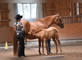 Appaloosa, Yegua, Potro (01/2026), 155 cm