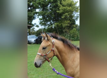 Appaloosa, Yegua, Potro (04/2025), 156 cm, Buckskin/Bayo