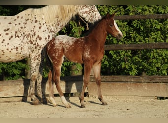 Appaloosa, Yegua, Potro (03/2026), 157 cm, Atigrado/Moteado