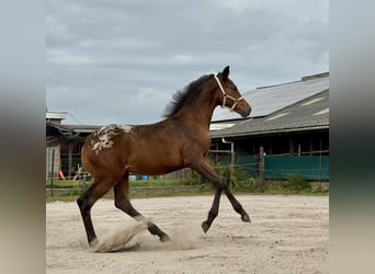 Appaloosa, Yegua, Potro (04/2025), 160 cm, Atigrado/Moteado