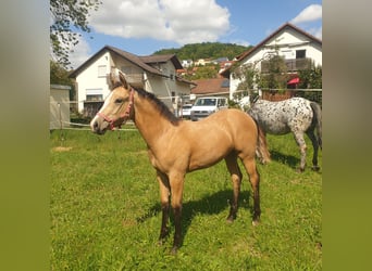 Appaloosa, Yegua, Potro (04/2025), Buckskin/Bayo