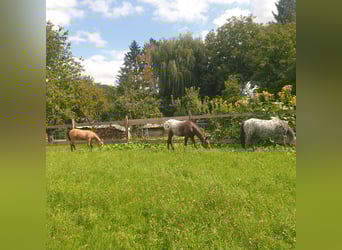 Appaloosa, Yegua, Potro (04/2025), Buckskin/Bayo