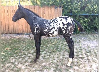Appaloosa, Yegua, Potro (05/2025)