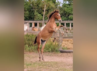 Appaloosa, Yegua, Potro (02/2026), Castaño