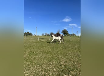 Appaloosa, Yegua, Potro (05/2023), Castaño rojizo