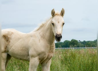 Appaloosa, Yegua, Potro (05/2026), Palomino