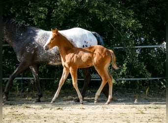 Appaloosa, Yegua, Potro (05/2026)