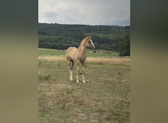 Appaloosa, Yegua, Potro (04/2026), Red Dun/Cervuno
