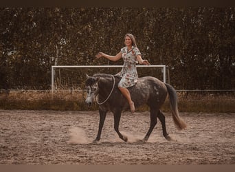 American Quarter Horse, Hengst, 6 Jaar, 148 cm