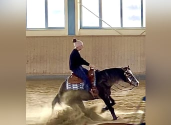 American Quarter Horse, Hengst, 6 Jaar, 148 cm