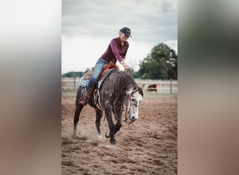 American Quarter Horse, Hengst, 7 Jaar, 149 cm