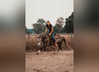 American Quarter Horse, Hengst, 6 Jaar, 148 cm