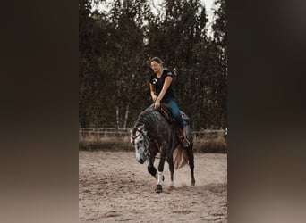 American Quarter Horse, Hengst, 8 Jaar, 149 cm