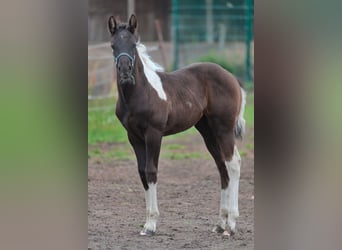 American Quarter Horse, Hengst, 6 Jahre, 148 cm