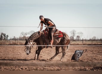 American Quarter Horse, Hengst, 7 Jahre, 149 cm