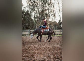 American Quarter Horse, Hengst, 6 Jahre, 148 cm