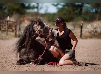 American Quarter Horse, Ogier, 6 lat, 148 cm