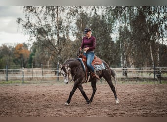 American Quarter Horse, Ogier, 6 lat, 148 cm