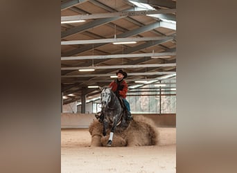 American Quarter Horse, Stallone, 8 Anni, 149 cm