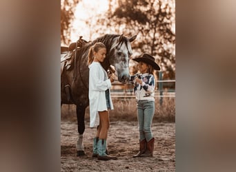 American Quarter Horse, Stallone, 8 Anni, 149 cm