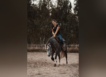 Caballo cuarto de milla, Semental, 6 años, 148 cm