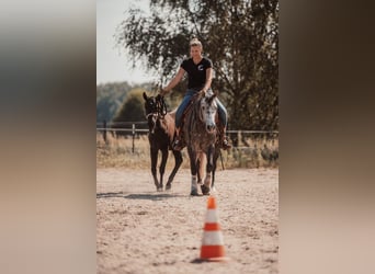 Caballo cuarto de milla, Semental, 8 años, 149 cm
