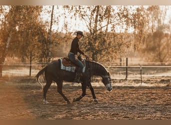 Caballo cuarto de milla, Semental, 8 años, 149 cm