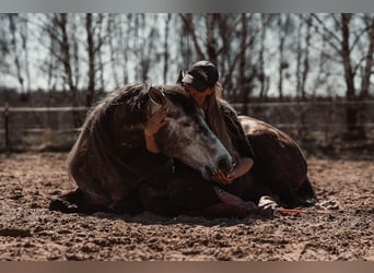Quarter horse américain, Étalon, 8 Ans, 149 cm
