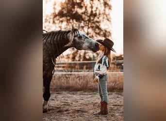 Quarter horse américain, Étalon, 8 Ans, 149 cm
